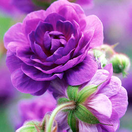 Geranium himalayense 'Plenum' - Himalaya-Storchschnabel