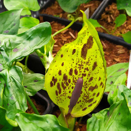Arum maculatum 'Althaldenslebener Park' - Gefleckter Aronstab