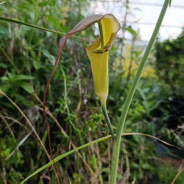 Arisaema consanguineum - Himalaya-Kobralilie
