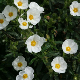 Cistus oblongifolius