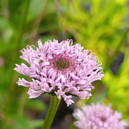 Marshallia caespitosa - Barbaraknopf, Marshallie