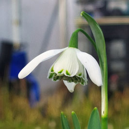 Galanthus 'Lady Beatrix Stanley'