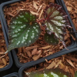 Begonia 'Summer Storm'