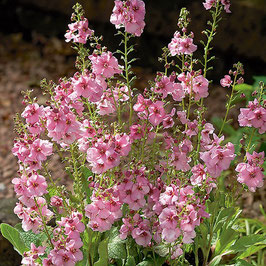Verbascum x hybridum 'Rosie'