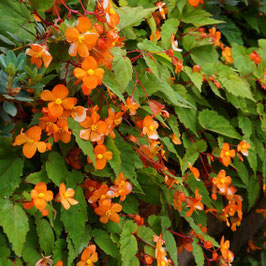 Begonia sutherlandii