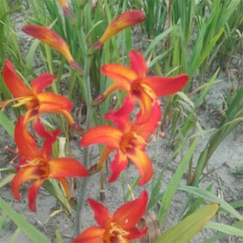 Crocosmia 'Bicolor' - Montbretie