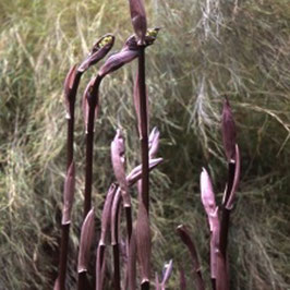 Disporum longistylum 'Green Giant' (syn. D. cantoniense)