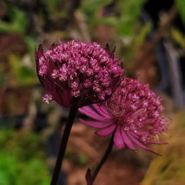 Astrantia major 'Astra Red'