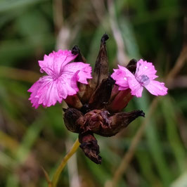 Dianthus giganteus - Riesen-Nelke