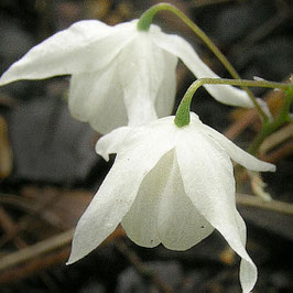 Epimedium diphyllum ssp. kitamaranum