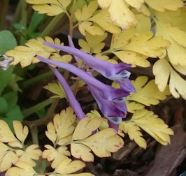 Corydalis shihmienensis 'Berry Exciting'