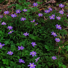 Anemone nemorosa 'Royal Blue' - Buschwindröschen