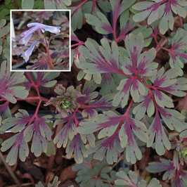 Corydalis flexuosa 'Purple Leaf' CD&R528a