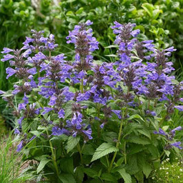 Nepeta nervosa 'Neptune' - Geaderte Katzenminze