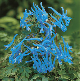 Corydalis elata x flexuosa 'Blue Line'