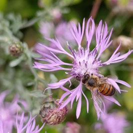Centaurea stoebe - Rispen-Flockenblume