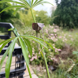Arisaema ciliatum - Wimpern-Kobralilie