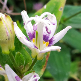 Tricyrtis hirta 'Purple Eye'