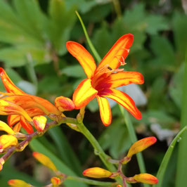 Crocosmia 'Bicolor' - Montbretie