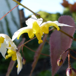 Epimedium x hybr. 'Mandarin Star'