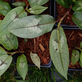 Persicaria spec. 'Fantsipan'