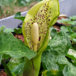 Arum italicum ssp. italicum 'Chameleon' - Italienischer Aronstab