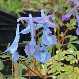 Corydalis flexuosa x cashmeriana 'Kingfisher'