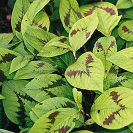 Persicaria filiformis 'Lance Corporal'