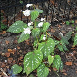 Begonia grandis 'Sparkle and Shine'