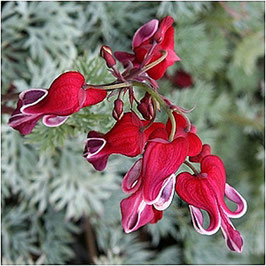 Dicentra x hybr. 'Red Fountain'