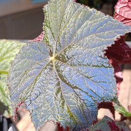 Begonia 'Dark Side of the Moon'
