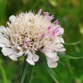 Scabiosa georgica - Georgische Skabiose