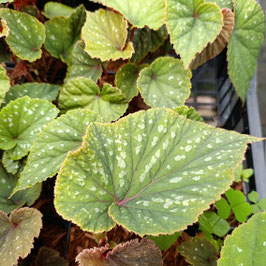 Begonia grandis 'Bells and Whistles'