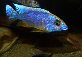 Otopharynx Lithobates  Three Peaks Reef WFNZ F2 RARE !  6-7 cm