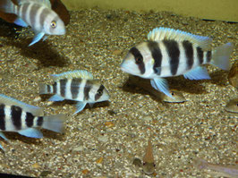 Cyphotilapia frontosa kavalla  6-8 cm WFNZ F1 RARE, schöne Gruppe 7 Stück