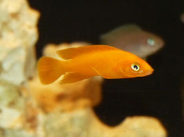 Neolamprologus longior Karilani F1