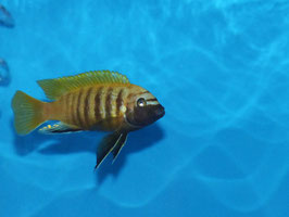 NEU Metriaclima sp. Zebra Gold Kawanga