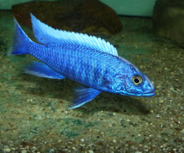 Sciaenochromis fryeri Maleri Island  ab  6 cm in Fabre