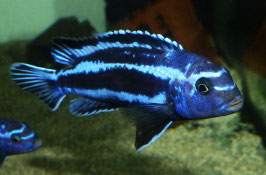 Pseudotropheus cyaneorhabdos (Maingano)