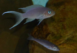 Neolamprologus gracilis Kapampa, sehr schöne Tiere