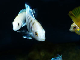 Labidochromis spec. Chisumulae Mbweca  WFNZ F1 RARE