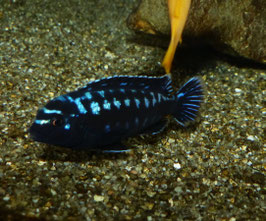 Pseudotropheus Interruptus Chiwi Rock ab 5 cm  WFNZ F1 RARE, nur noch eine Gruppe
