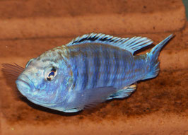 Melanochromis joanjohnsonae 4 cm WFNZ F1 RARE