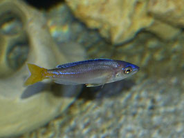 Cyprichromis leptosoma MPULUNGU