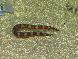 Mastacembelus ellipsifer WF