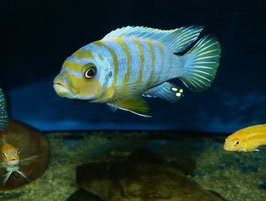 NEU Metriaclima sp. zebra long pelvic Mdoka WFNZ sehr schön !