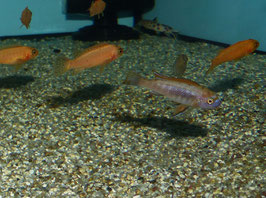 NEU Labeotropheus trewavasae Thumbi West