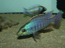 Protomelas similis ab 12 cm in Farbe  Tiefpreis !