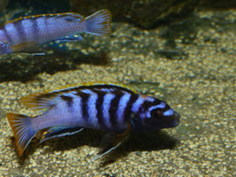 Labidochromis spec. Mbamba Bay ab 6 cm