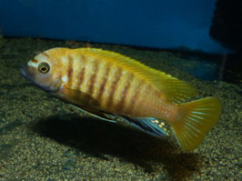 Metriaclima sp. Zebra Gold Kawanga 8 cm